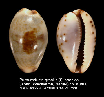 Purpuradusta gracilis (f) japonica.jpg - Purpuradusta gracilis (f) japonicaSchilder,1931